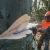Бензопила Stihl MS 661-28" в Санкт-Петербурге